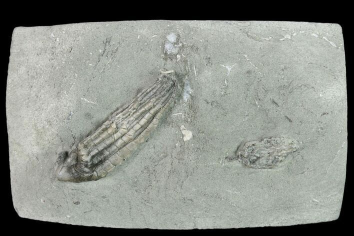 Two Fossil Crinoids (Lanecrinus And Halysiocrinus) - Indiana #132801